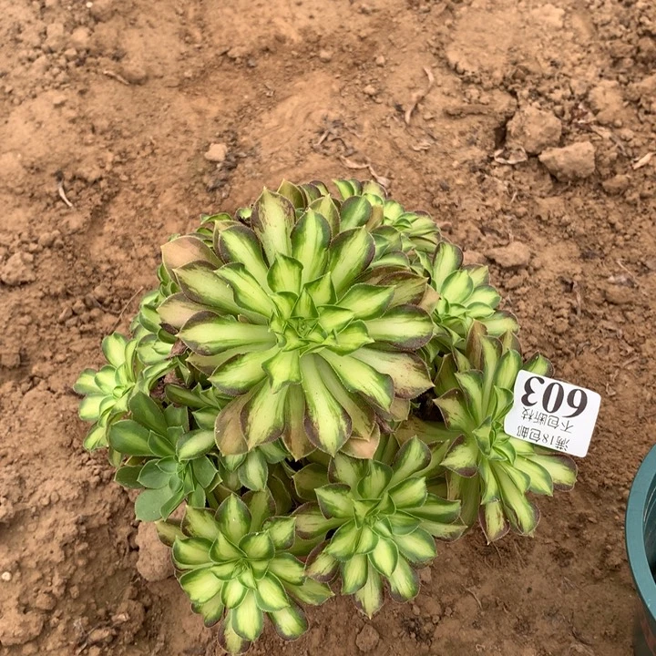 603韶华手捧2号棚