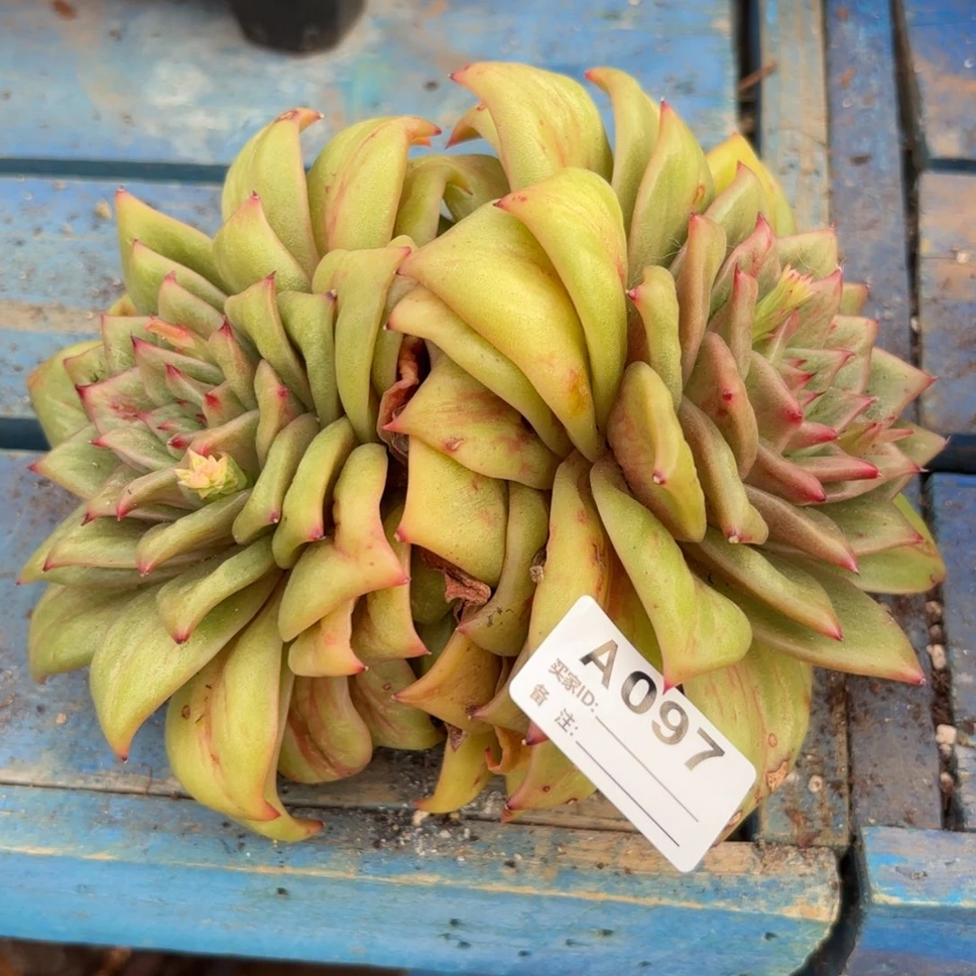 若茹东云单拍A097