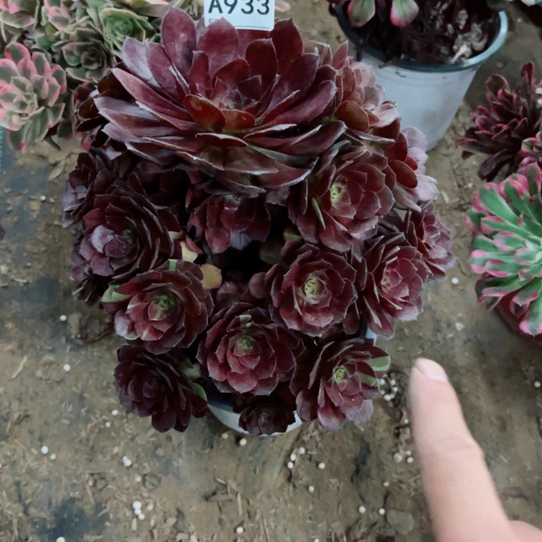 933黑寡妇多肉植物法师