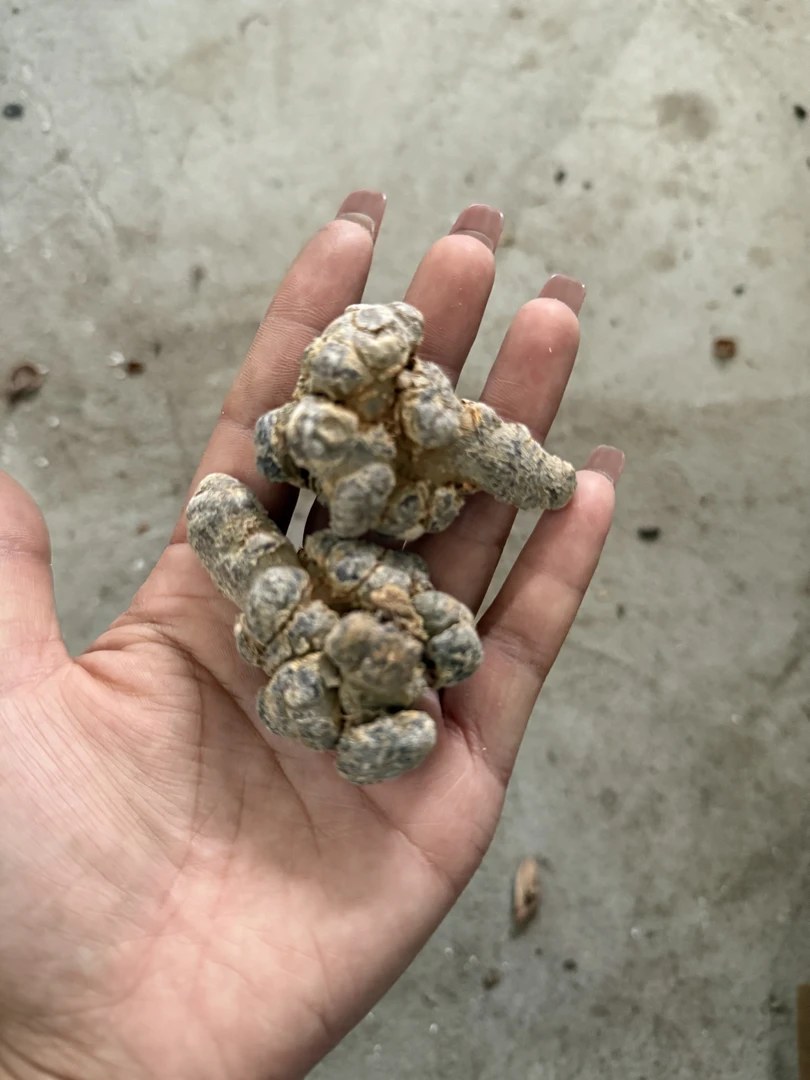 【现收】山货农家特产干货食用农产品——3——