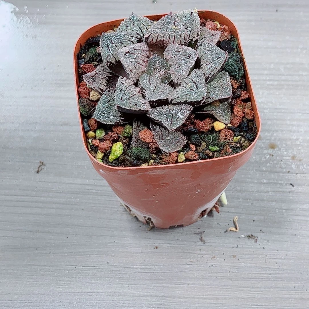 具味城一勿一拍玉露