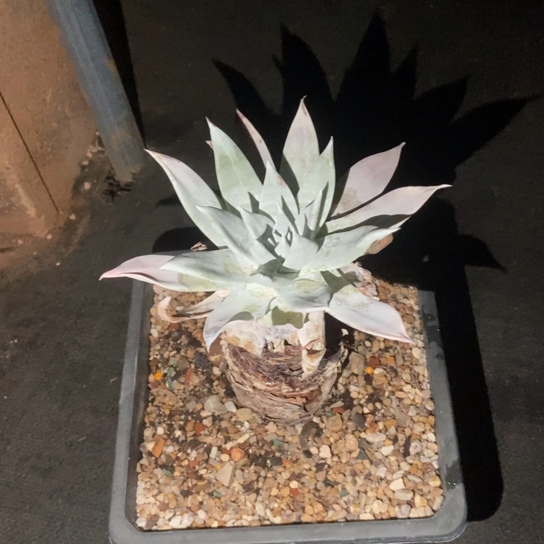 雪山多肉植物啦啦啦