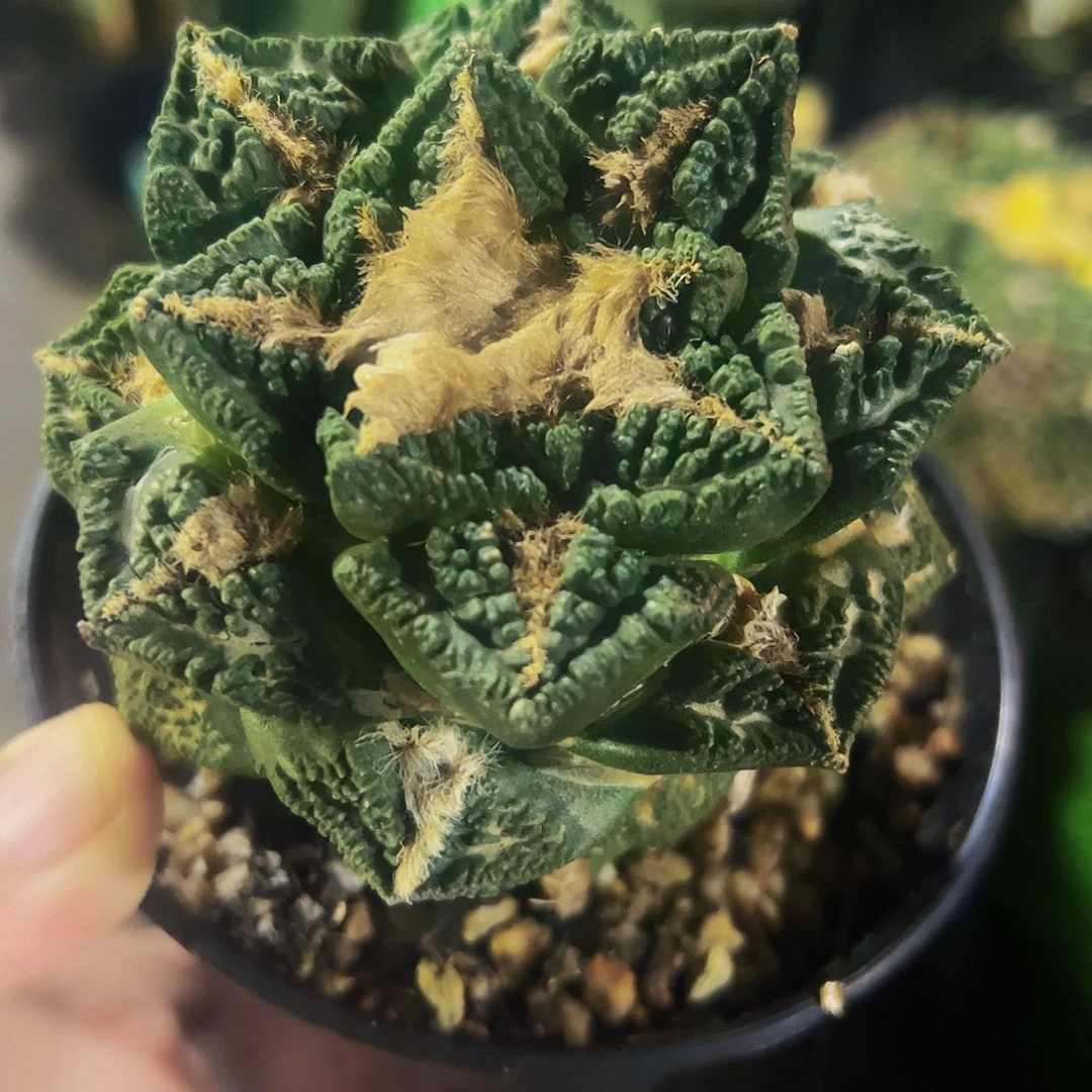 无花朵福利隔尤龟甲牡丹042