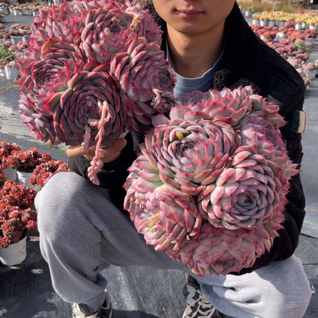 云舍多肉精选编号新年福利-侧影180