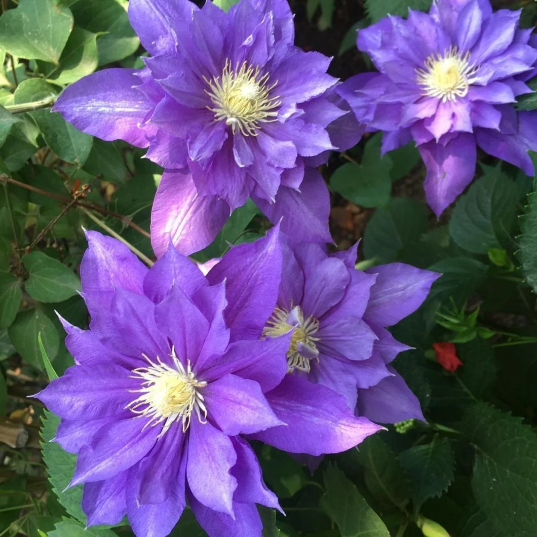 伍斯特美女二类铁线莲爬藤