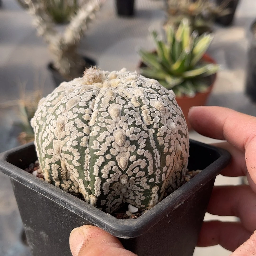 八爪鱼海星兜一物一拍