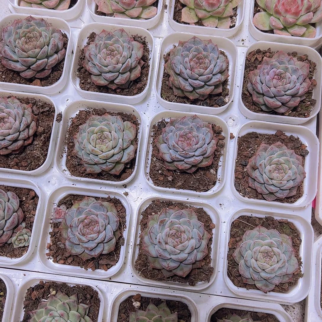 流沙珍妮19包邮多肉植物