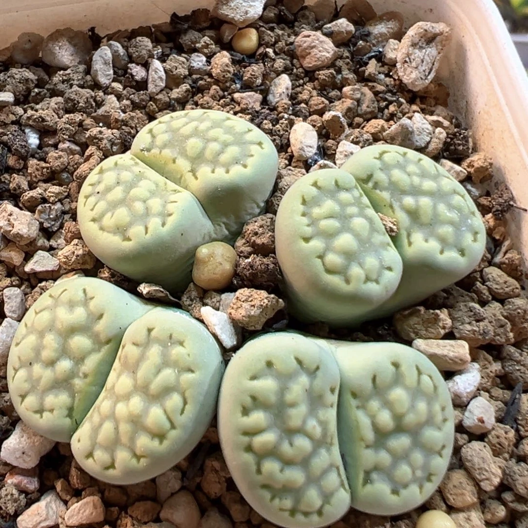 180多肉植物百科知识