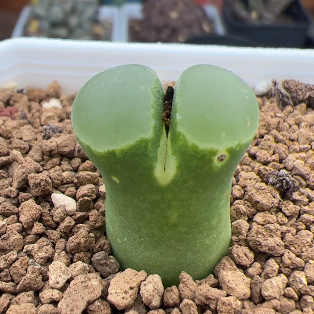 0371号极窗 多肉植物