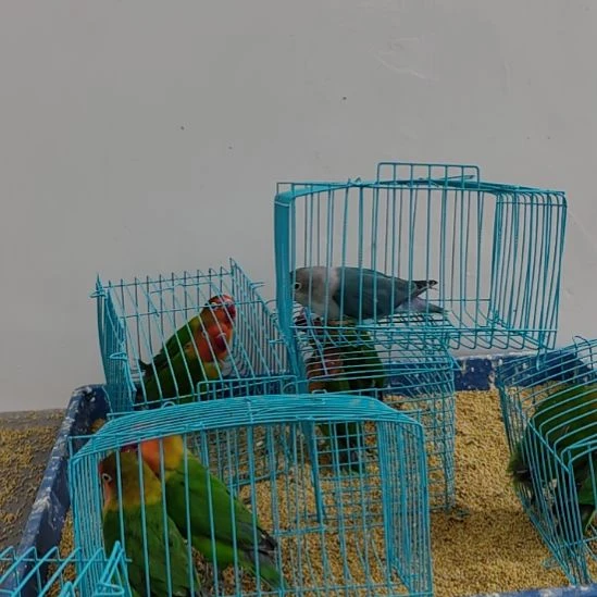 虎皮鹦鹉牡丹鹦鹉鹦鹉1只
