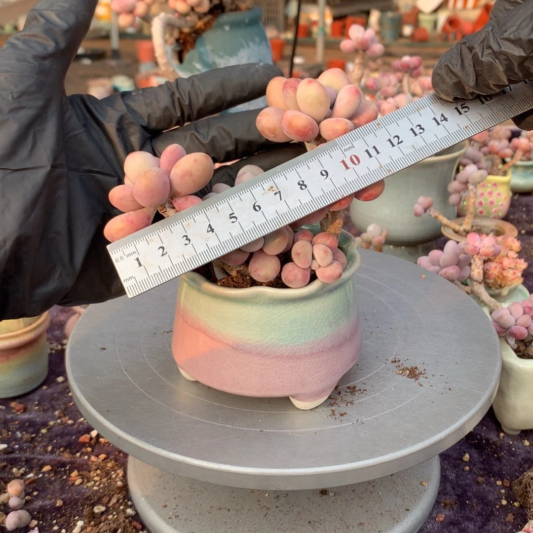 11号桃蛋带盆偏远地区不包邮的