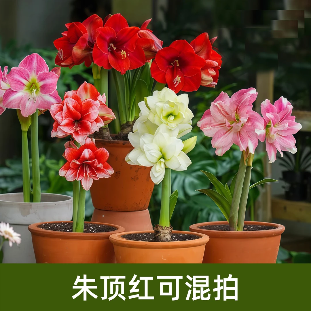 朱顶红种球阿弗雷多品室内栽种阳台盆栽进口球根花卉