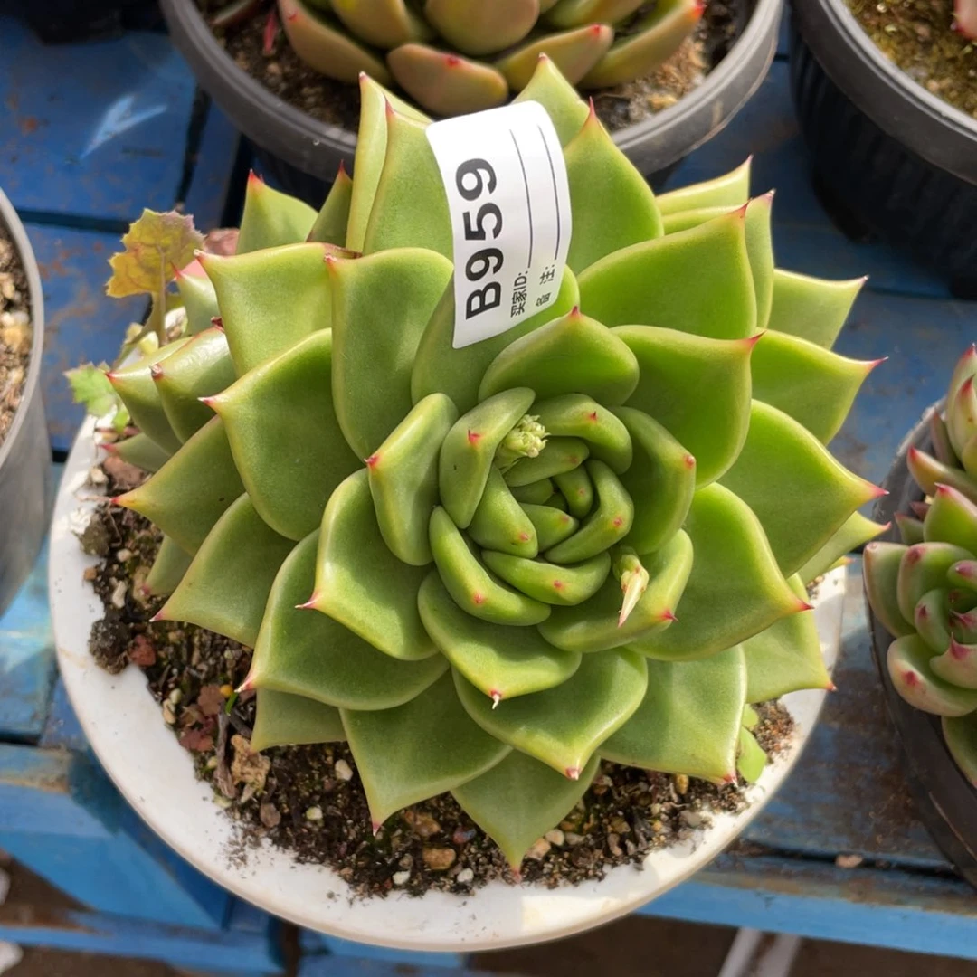 肉***肉无花朵若如东云单拍B956