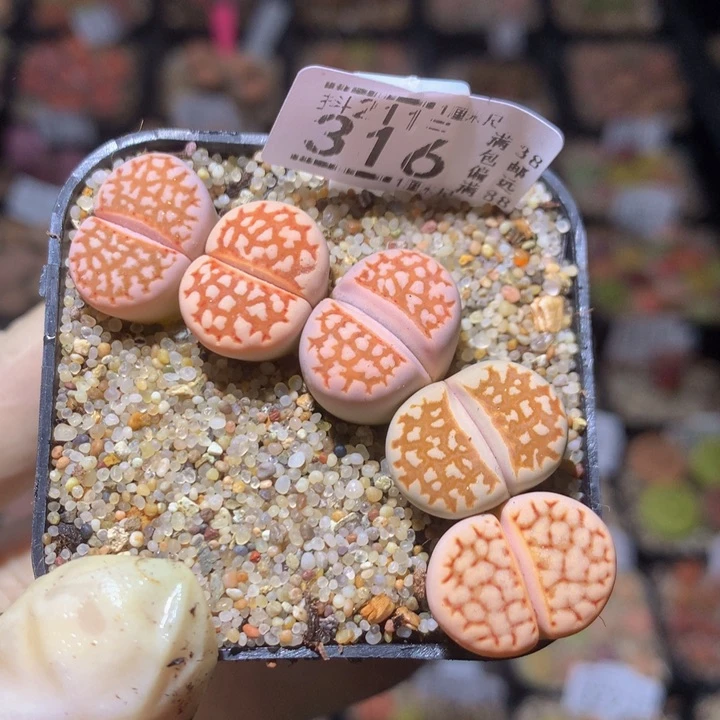 精品生石花211.316