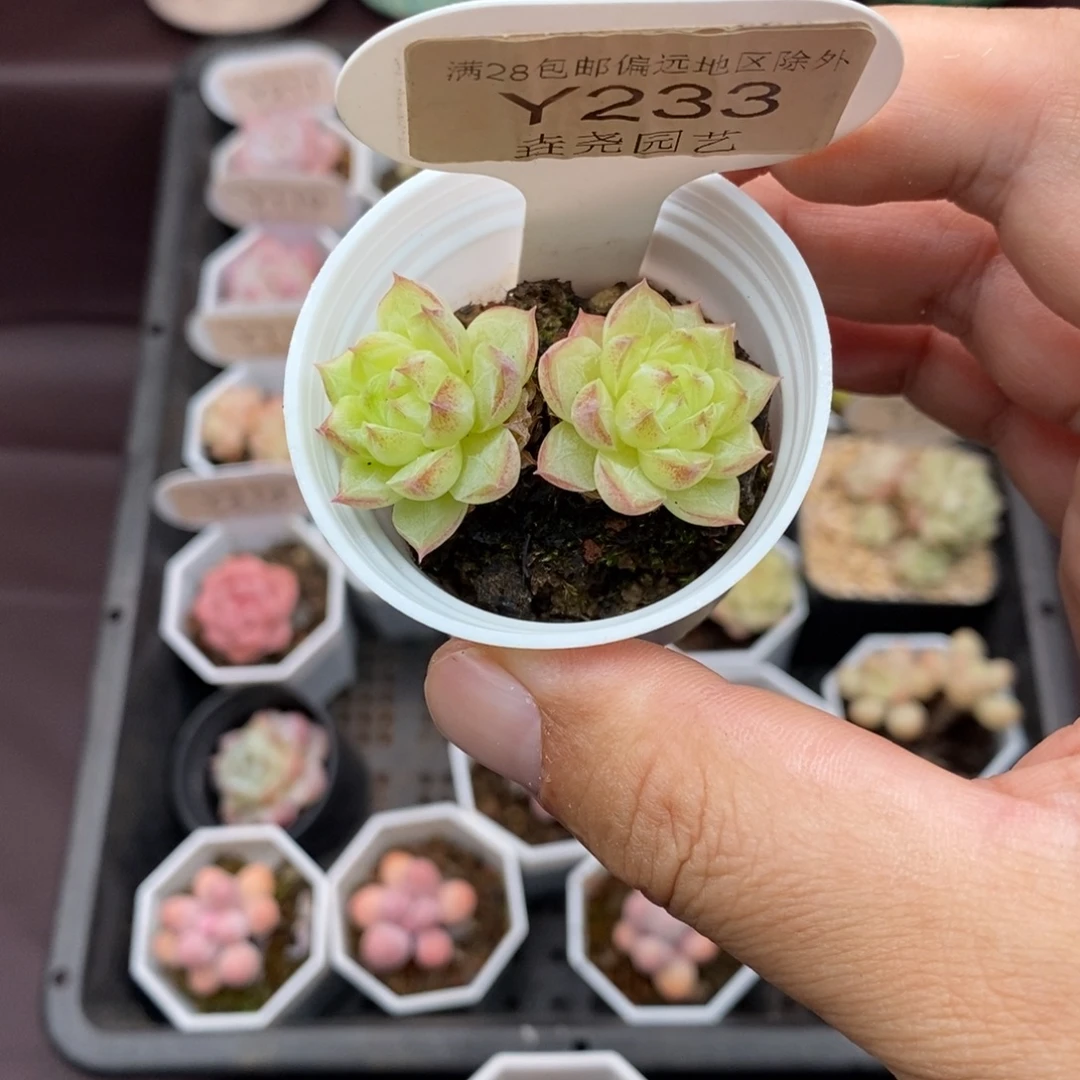 0233 女王双头 4cm
