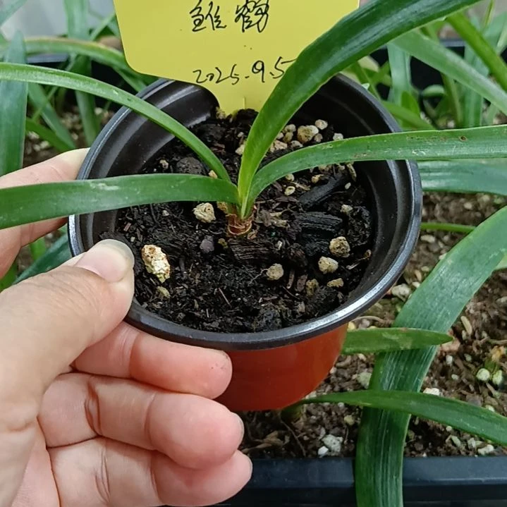 无花朵雏鹤1+发一个