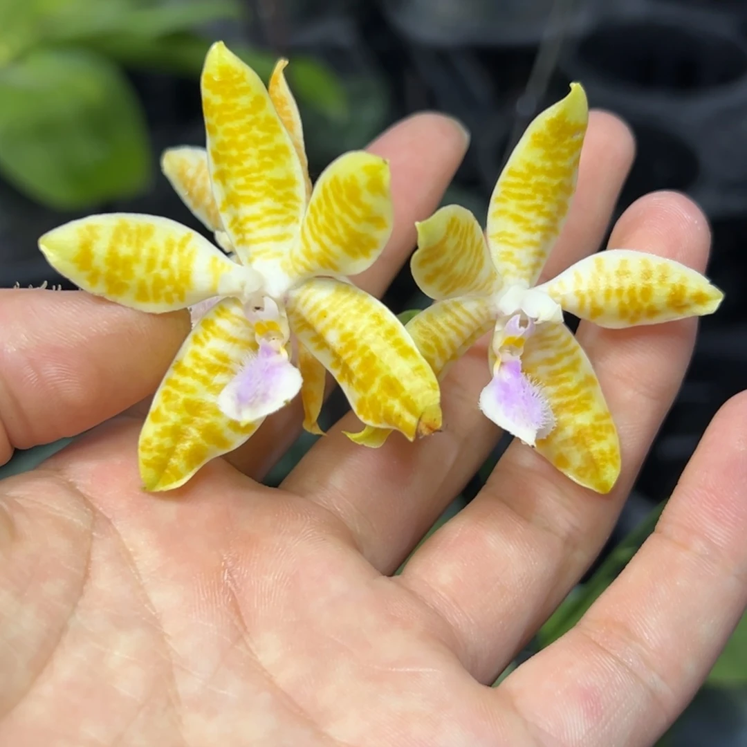 完全开放l232八寸ys1208