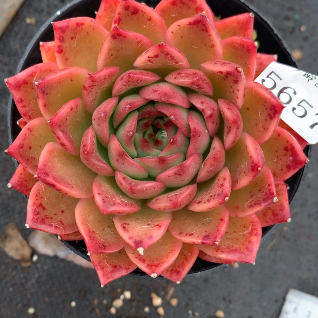 5657杂交多肉植物