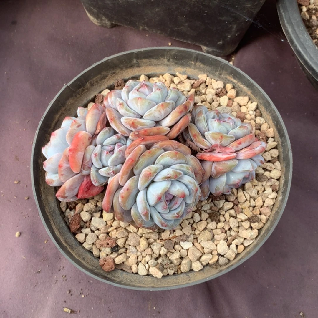 无花朵哈哈哈哈哈哈哈哈哈36