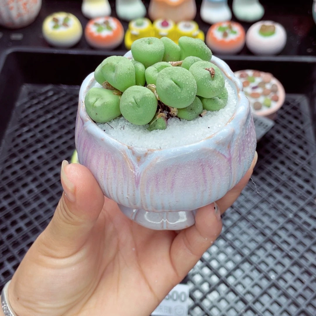 w2601 带盆土发货一物一拍