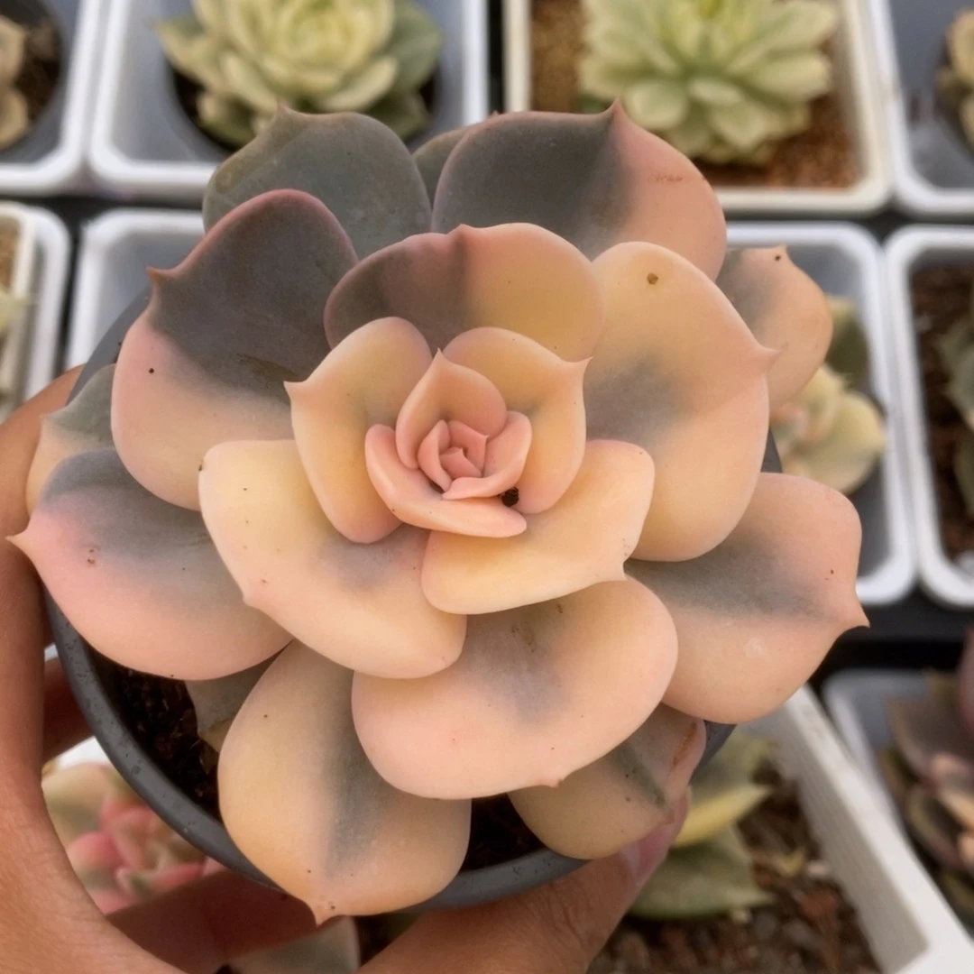 274双子座锦锦锦锦锦锦锦