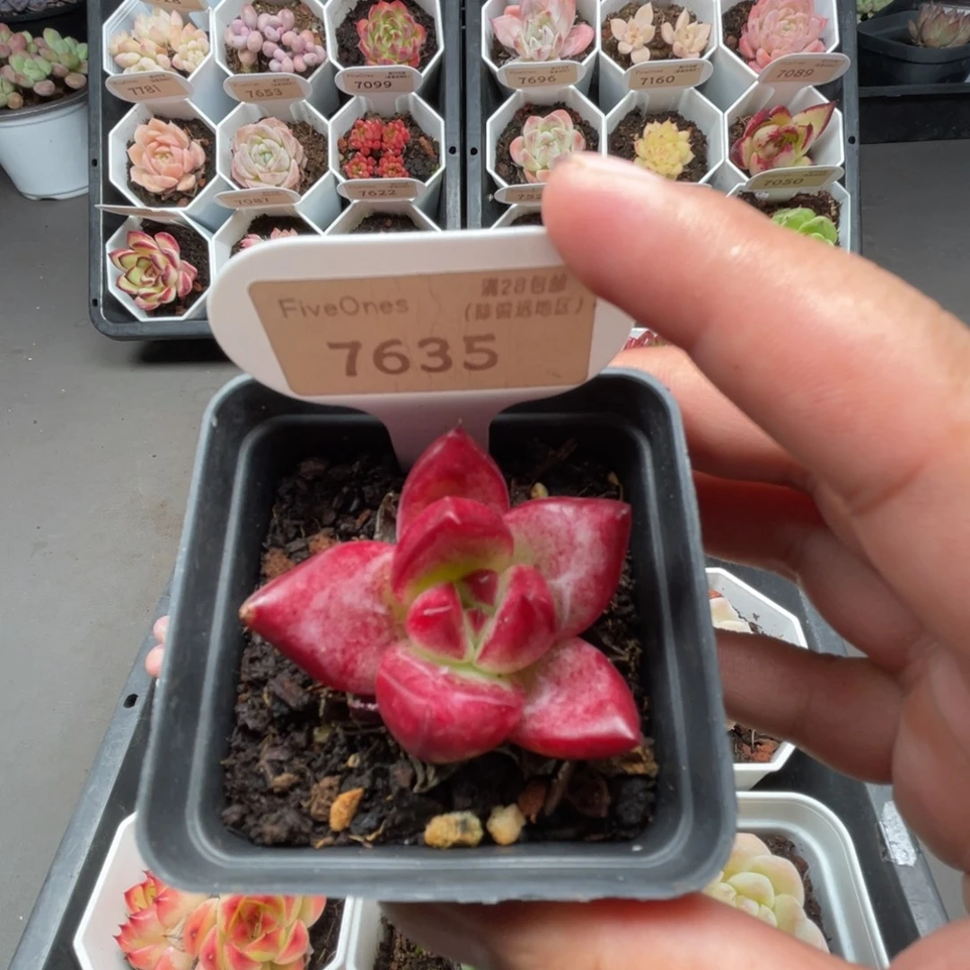 7635血色罗密欧4.0厘米
