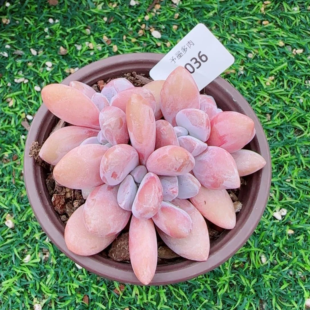 粉兔群，9036多肉植物