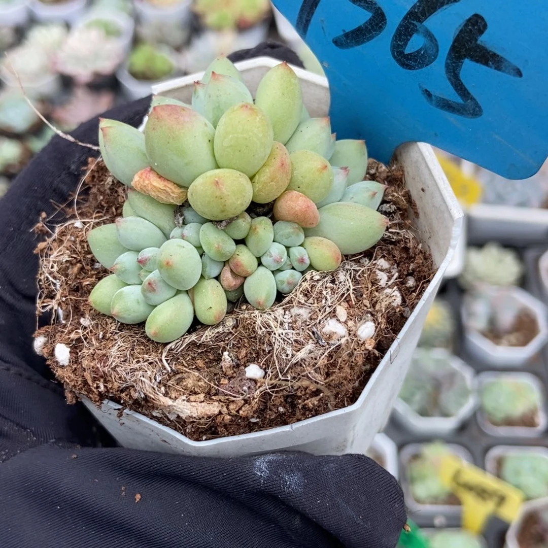 7365萤火虫多肉植物