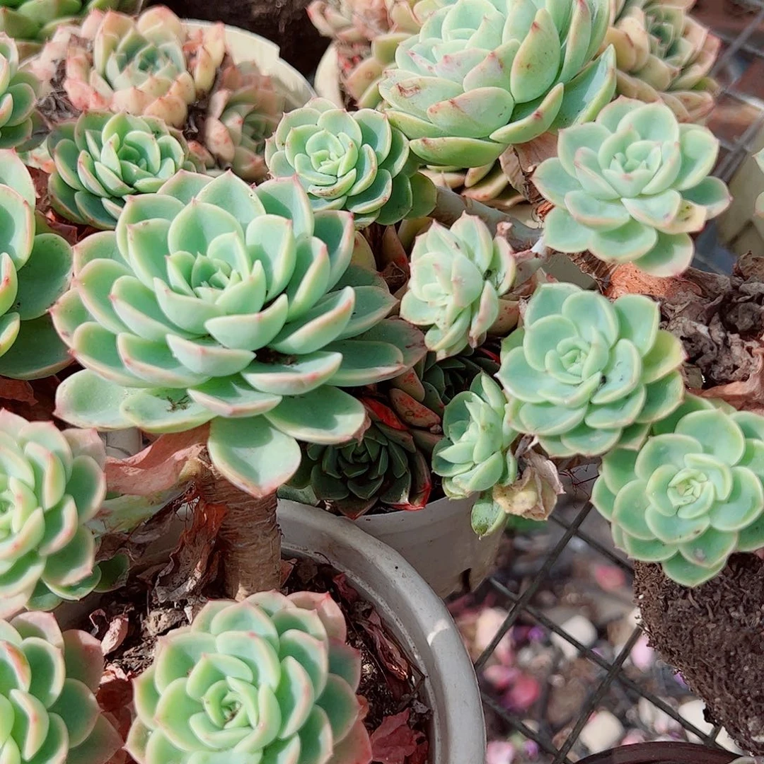 哈密瓜多头群生精品特价