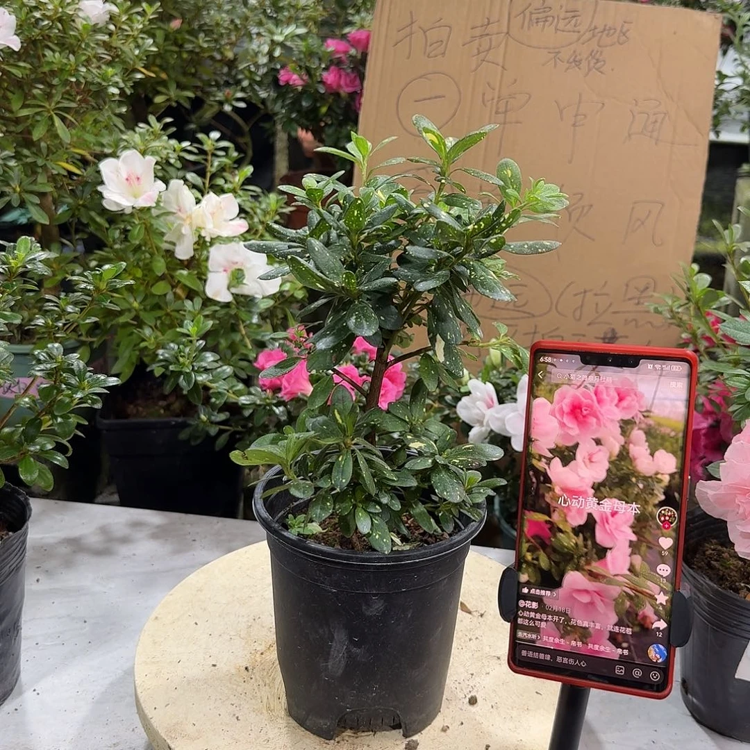 全部花苞心动黄金杜鹃花