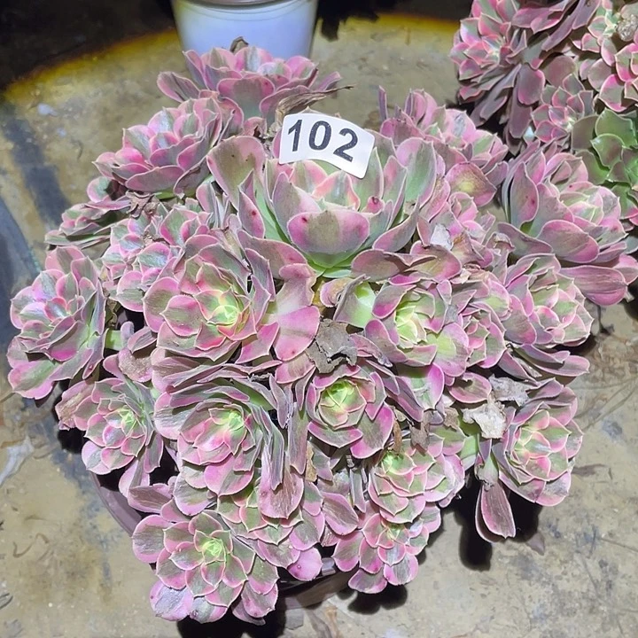 多肉植物断枝不包102粉女郎