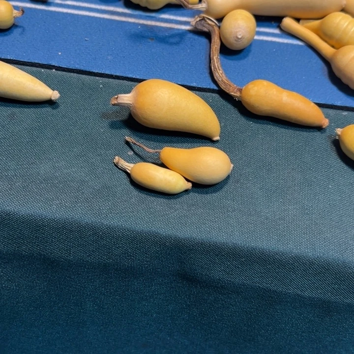 秀***儿组突突突突突突突突图