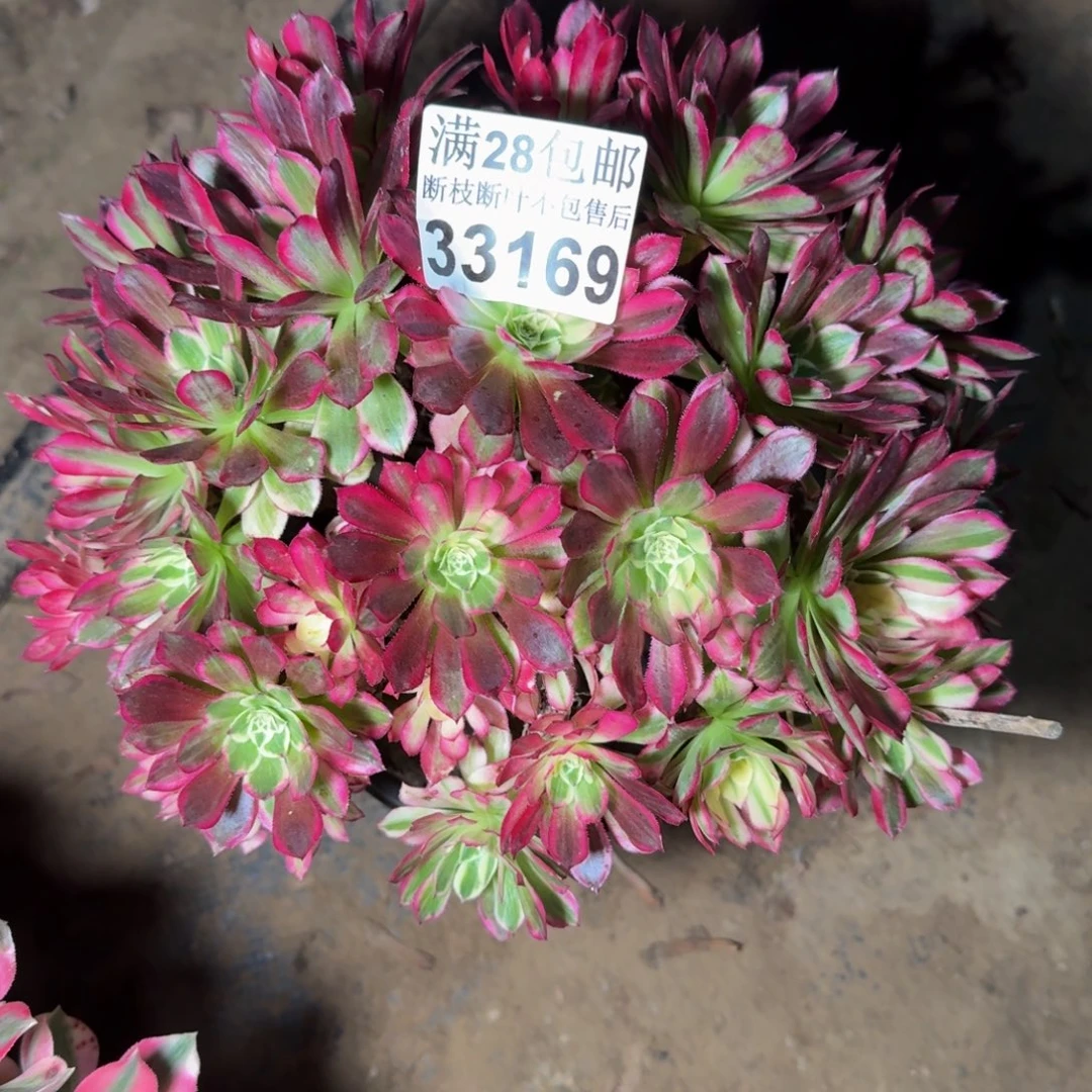 33169天和多肉植物