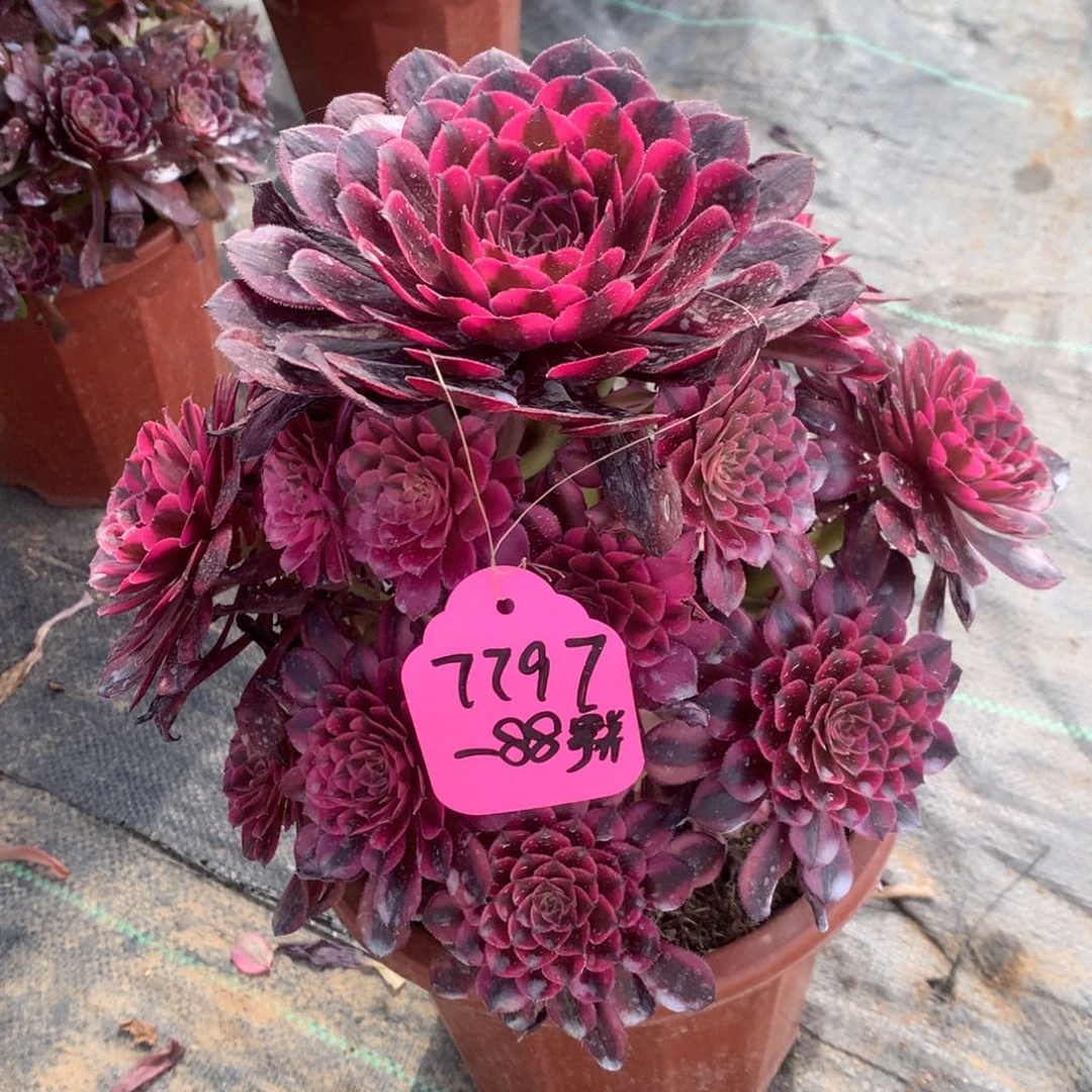 7797–88寄养寄养寄养寄养