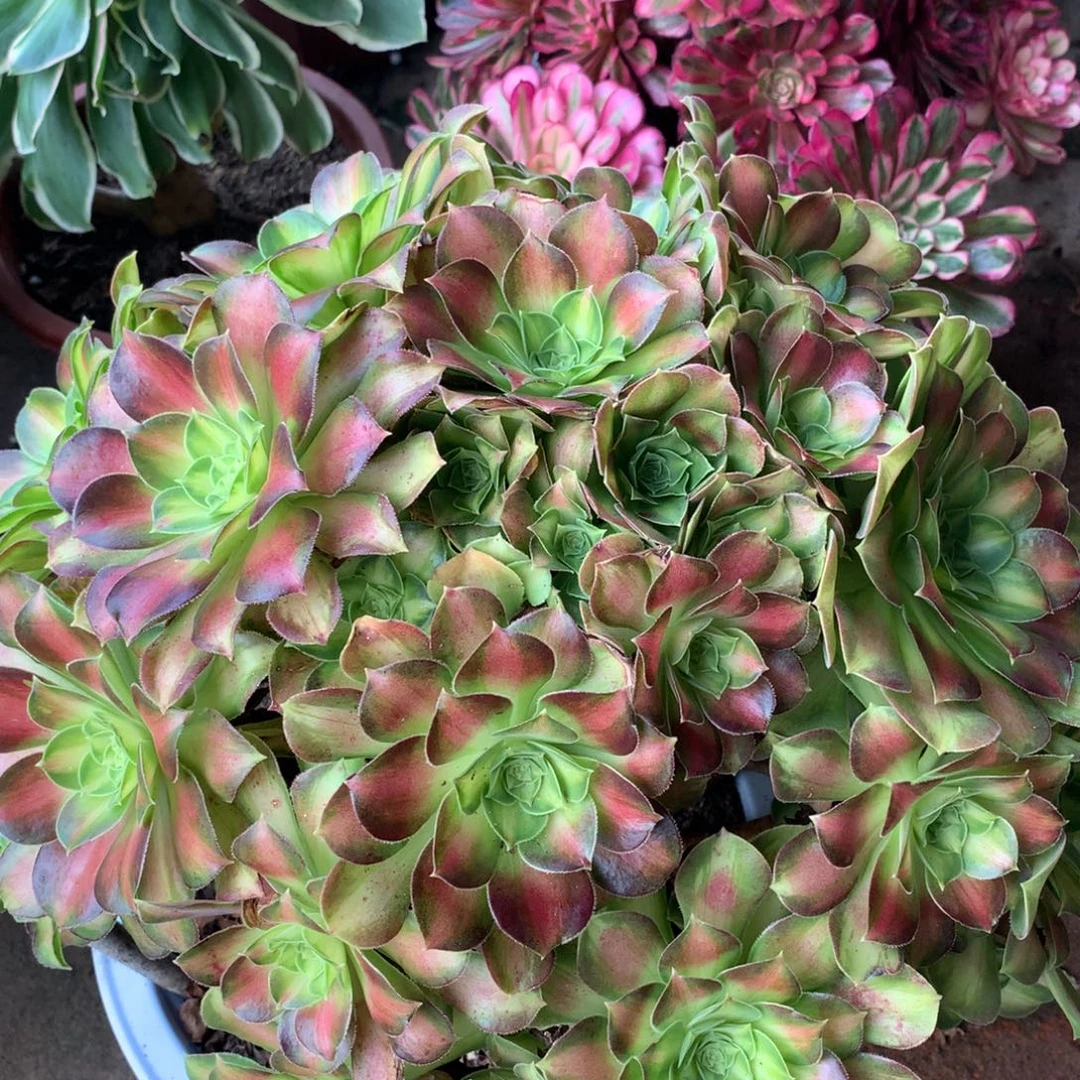 厚叶韶华，多肉植物