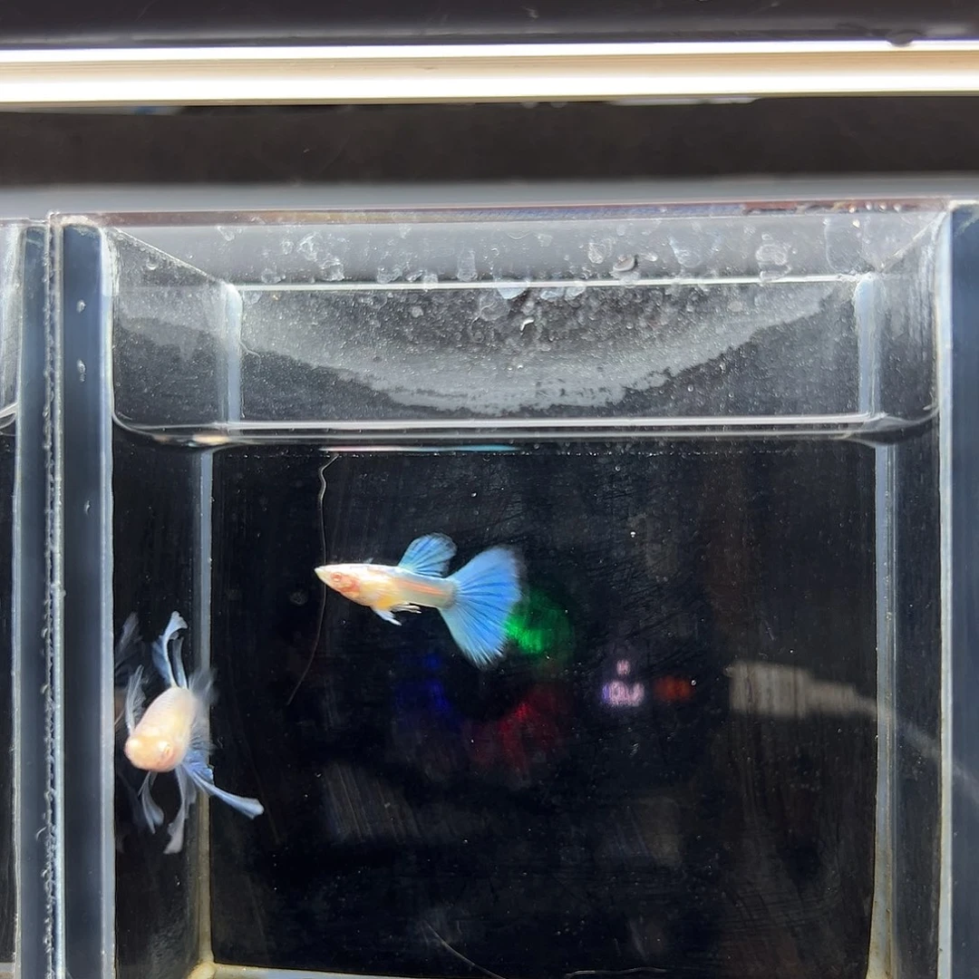 孔雀鱼蓝白绣球大c一对