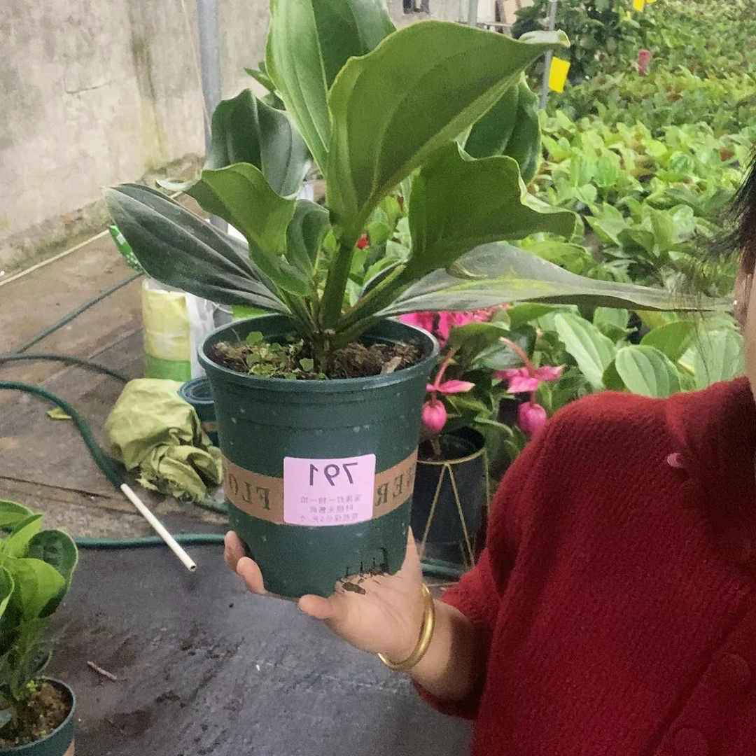 木本植物流****）木本花卉791福利