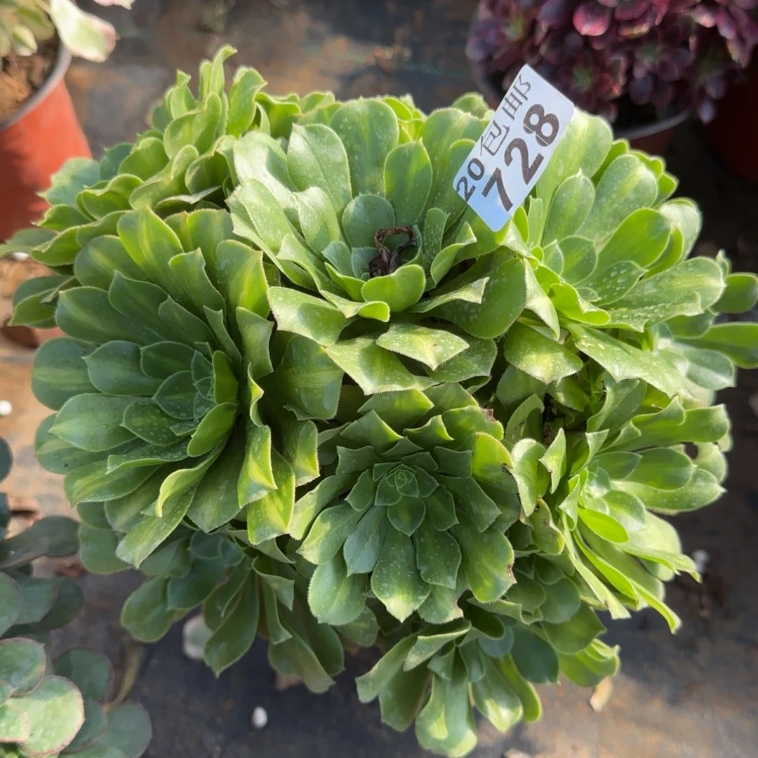 翡翠琉璃丛林728满20包邮断枝不包