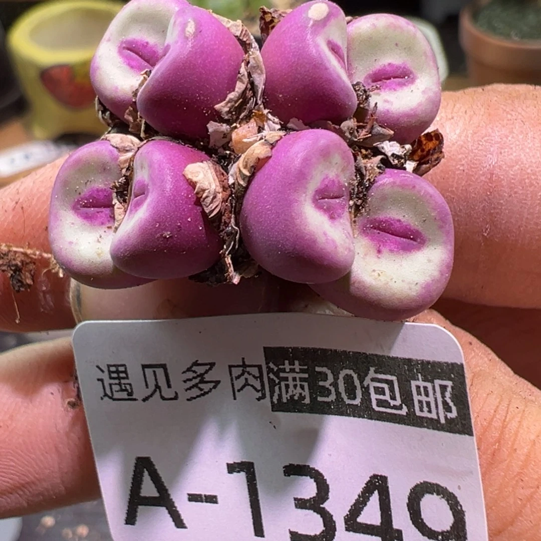 冰***清多肉植物11111111111