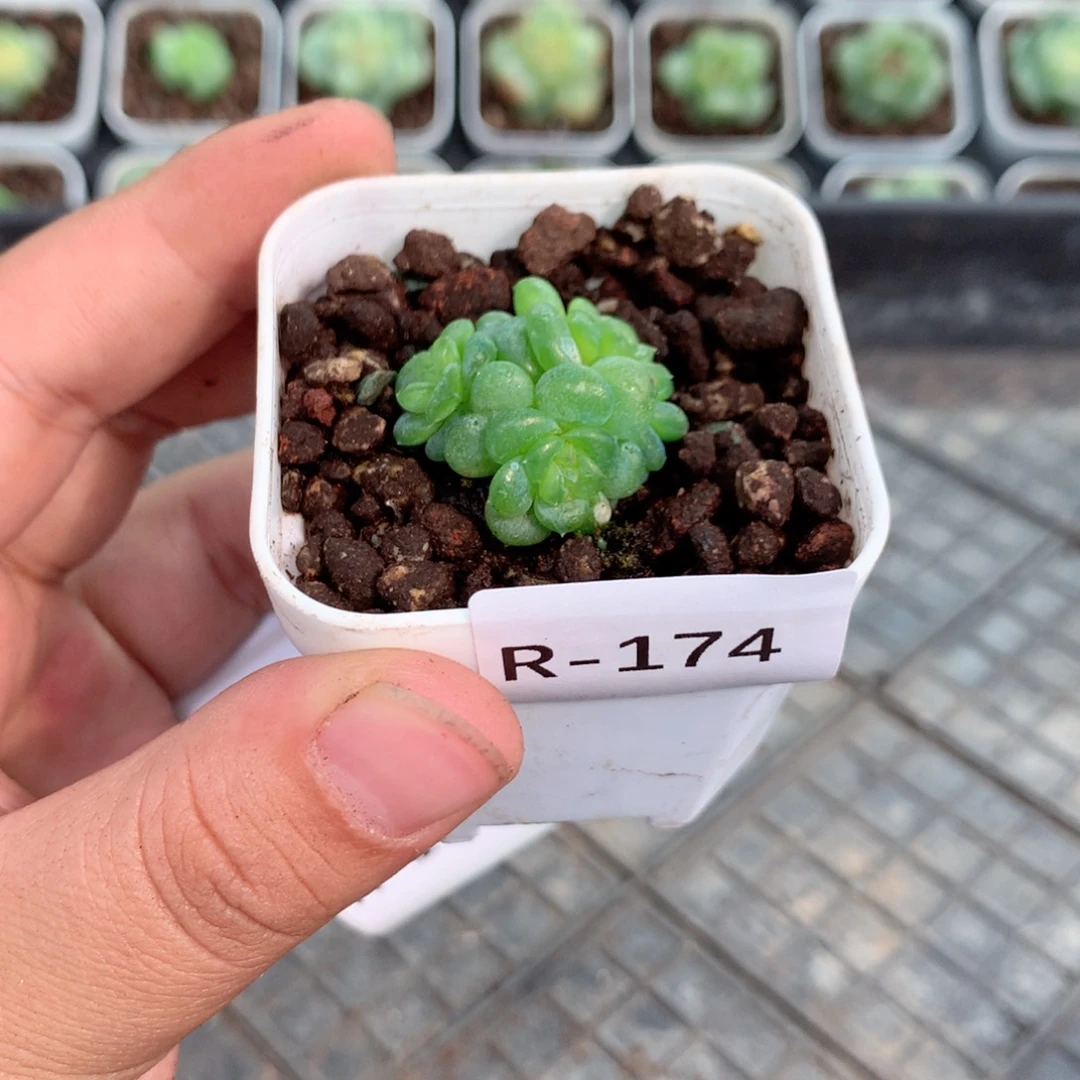 无花朵R174英语英语