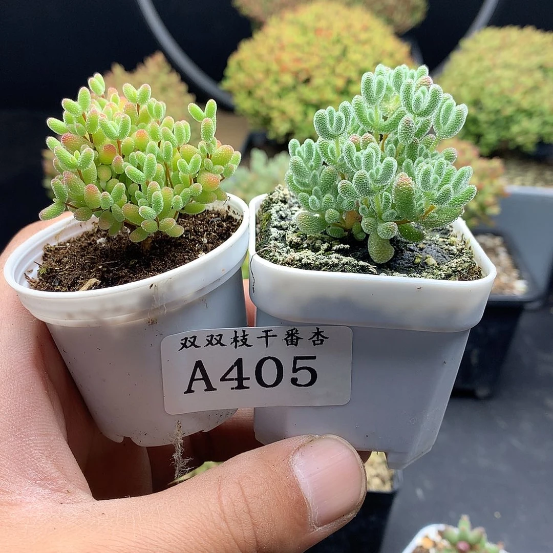 405蜜橘➕冰晶。