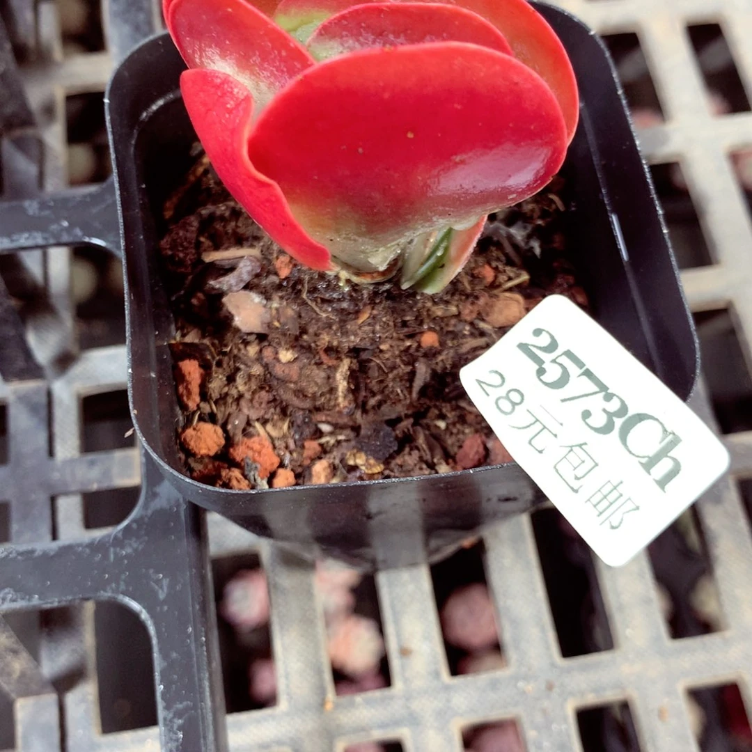 5厘米盆精控多肉2573