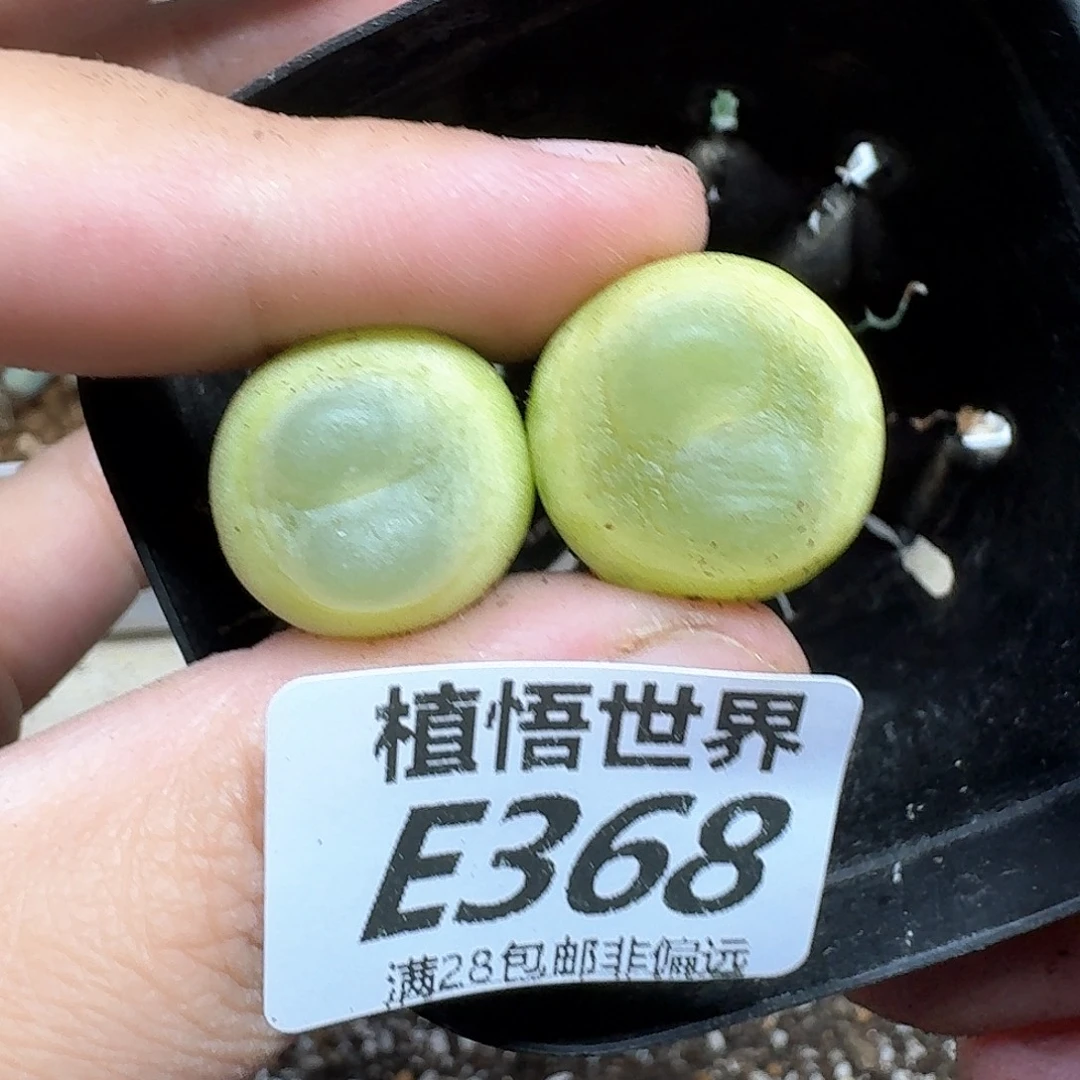 多肉植物的人生dggh