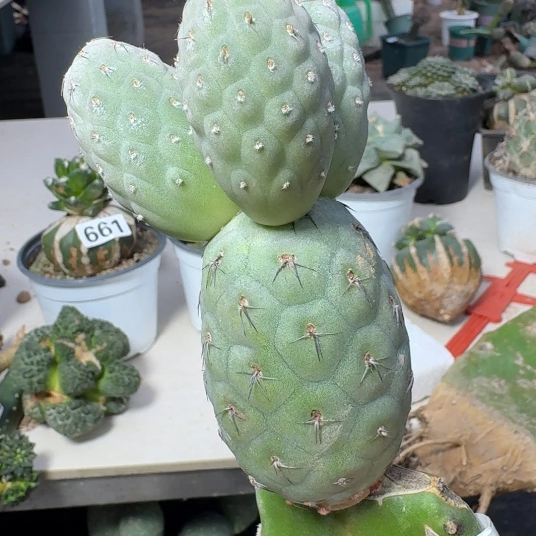 【闪购商品】无花朵苗接大型新品洞洞