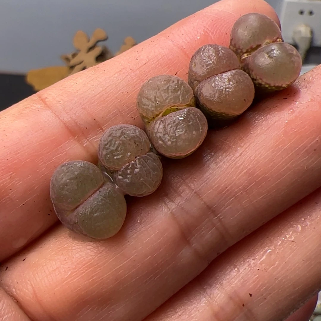 【闪购商品】000000014