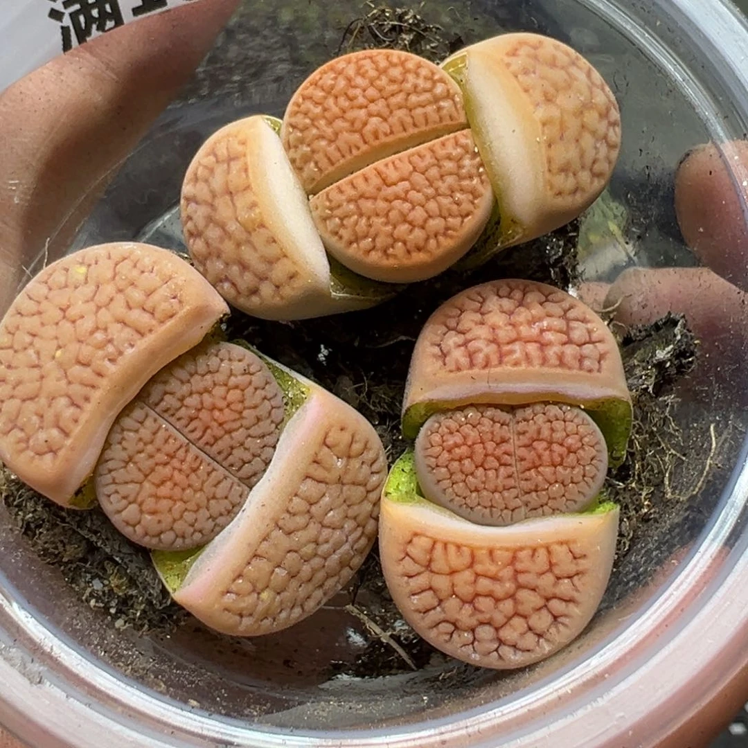 【闪购商品】326……