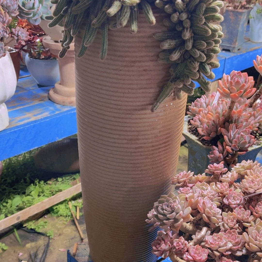 红陶千*多肉植物保护研究所