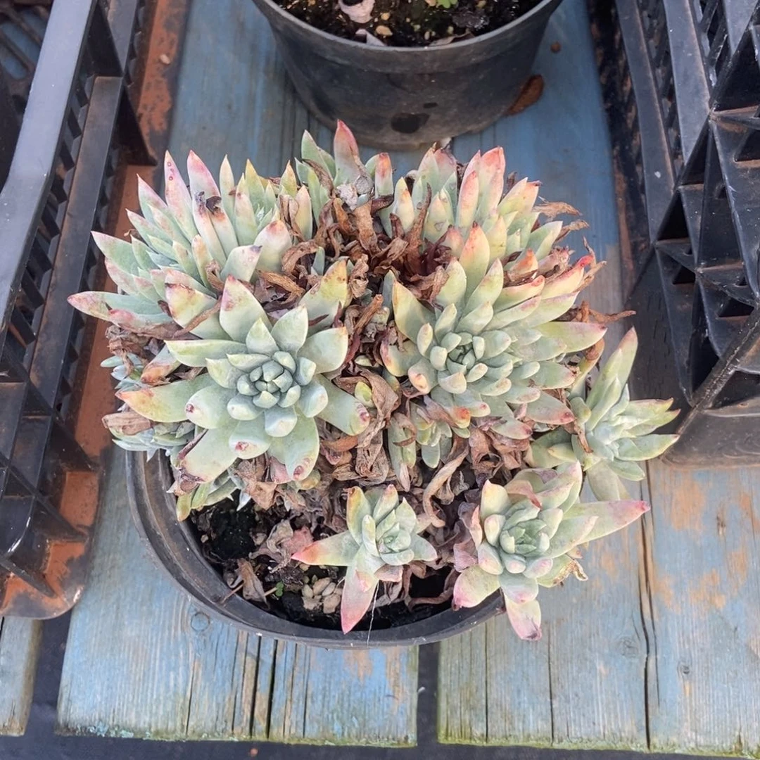 白姆缀多肉植物啦啦啦