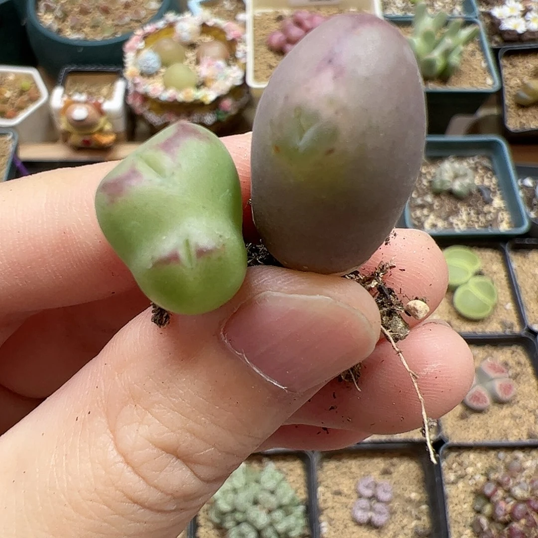 【闪购商品】299 福利缀