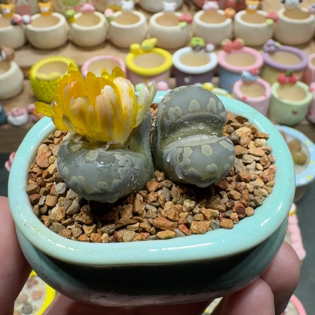 蘑菇1169大牙多肉植物